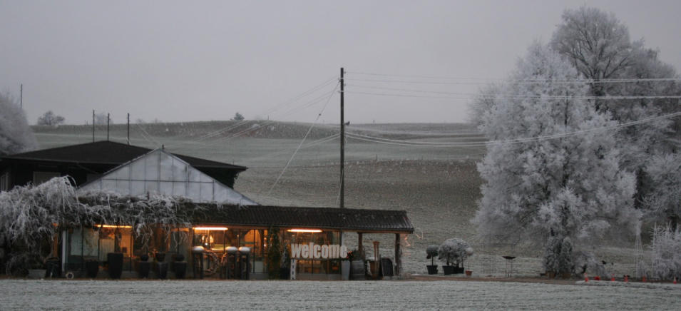 Palmen Überwinterung Bern